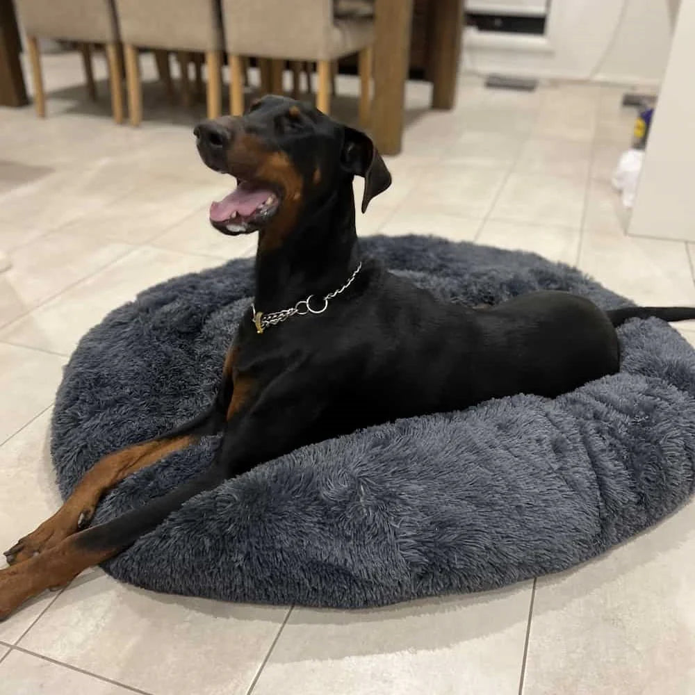 Comfy Calming Veterinarian Approved Dog and Cat Bed